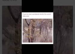 Enlace a Cuando se te ocurre la peor idea posible