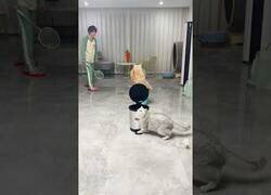 Enlace a Gatos jugando a bádminton