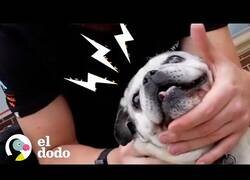 Enlace a Así es trabajar de quiropráctico de animales