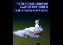 Enlace a El pez más profundo jamás descubierto