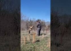 Enlace a Liberan a un coyote atrapado en una verja