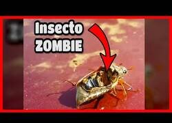 Enlace a ¿El Cordyceps de The Last of Us existe en la vida real?