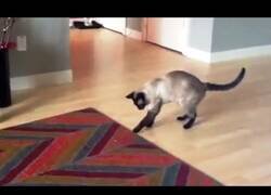 Enlace a ¿Sabías que algunos gatos le temen a las alfombras?