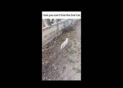 Enlace a ¿Puedes ver al segundo gato?