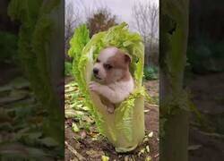 Enlace a Un cachorro se come una lechuga por dentro