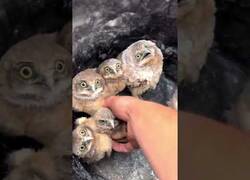 Enlace a Vaciando un cubo lleno de lechuzas