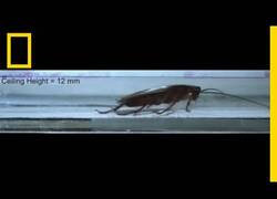 Enlace a Una cucaracha se cuela por un espacio de 3 milímetros