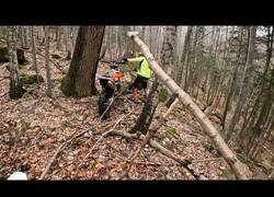 Enlace a Cuando vas a por tu moto pero un oso te lo impide