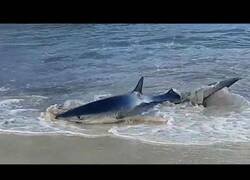 Enlace a Tiburón de casi dos metros aparece en una cala de Mallorca