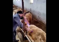 Enlace a Cuando las vacas no pueden sacar todos los gases y los ganadores se lo sacan por el costado