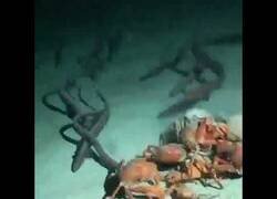 Enlace a Pez muerto es deborado por la fauna marina