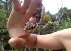 Enlace a La oruga que se hace pasar por serpiente cuando se siente amenazada
