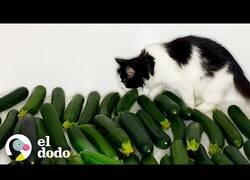 Enlace a El gato al que le encantaban los pepinos