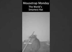 Enlace a La rata que supo evitar una trampa