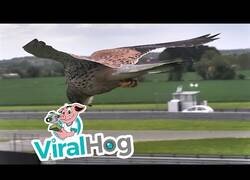 Enlace a La increíble estabilidad en la cabeza de los cernícalos