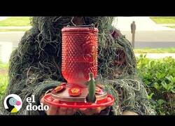 Enlace a Intentando ganarse la confianza de un colibrí