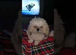 Enlace a Un perro luchando contra su propio sueño