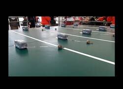 Enlace a Campeonato de arrastre de piedra con caracoles en Euskadi