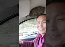 Enlace a Este hombre conduce su coche con miles de abejas dentro