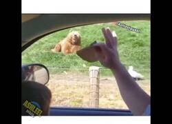 Enlace a Oso atrapa al vuelo una tostada