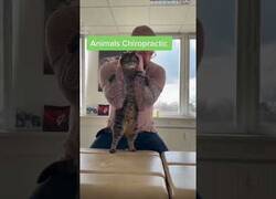 Enlace a El quiropráctico de animales