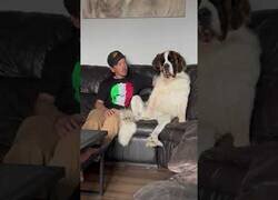 Enlace a El perro que solo quiere acaparar la atención de su dueño