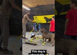 Enlace a Esto es un perro bien entrenado