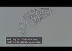 Enlace a Así muere un organismo unicelular