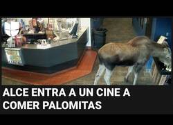 Enlace a Un alce se cuela en un cine de Alaska