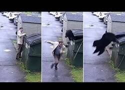 Enlace a Susto al encontrarse un oso en un contenedor