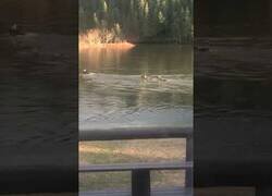 Enlace a Madre alce y sus crías cruzan el río