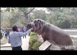 Enlace a El cuidador de este zoo mantiene a raya a este hipopótamo