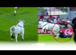 Enlace a Un toro se cuela en mitad de un partido de Rugby