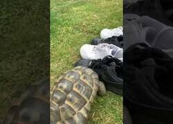 Enlace a La extraña reacción de las tortugas ante colores oscuros