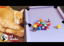 Enlace a Los gatos a los que les gustaba jugar al billar