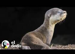 Enlace a Nutria bebé se reúne con su familia