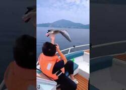 Enlace a Gansos vuelan alrededor de una lancha