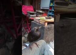 Enlace a El cuervo que no quería que dejaran de cepillarlo