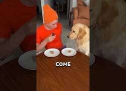 Enlace a Perro prueba la carne más cara del mundo y una barata