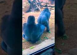 Enlace a Un gorila perrea a otro gorila