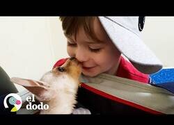 Enlace a Niño y su canguro bebé son inseparables