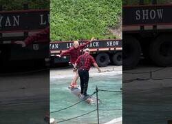 Enlace a Apasionante duelo sobre el tronco rodante