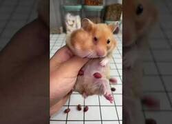 Enlace a La capacidad de almacenar cacahuetes en la boca de un hámster