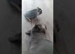 Enlace a El cerdito que quería jugar con un paciente perro