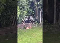 Enlace a Cuando un gato y un zorro se encuentran