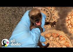 Enlace a Así es cuidar de un pequeño mapache