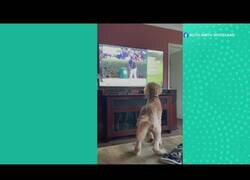 Enlace a Perro confundido por el golf en la tele buscando la pelota