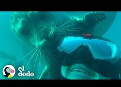 Enlace a Esta foca da las mejores cosquillas