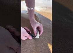 Enlace a Así se cazan gusanos de playa