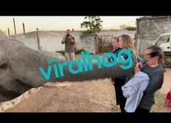 Enlace a El elefante que no quería que le grabaran